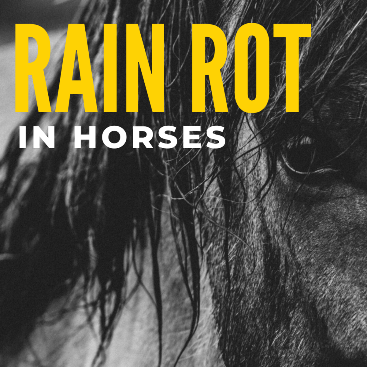 horse rain scald home remedies