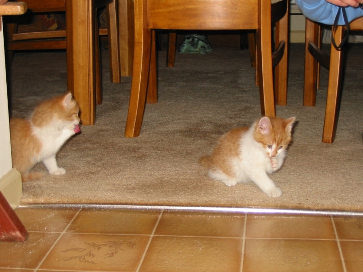 Our kittens, Celine (left) and Dakota, shortly after their arrival