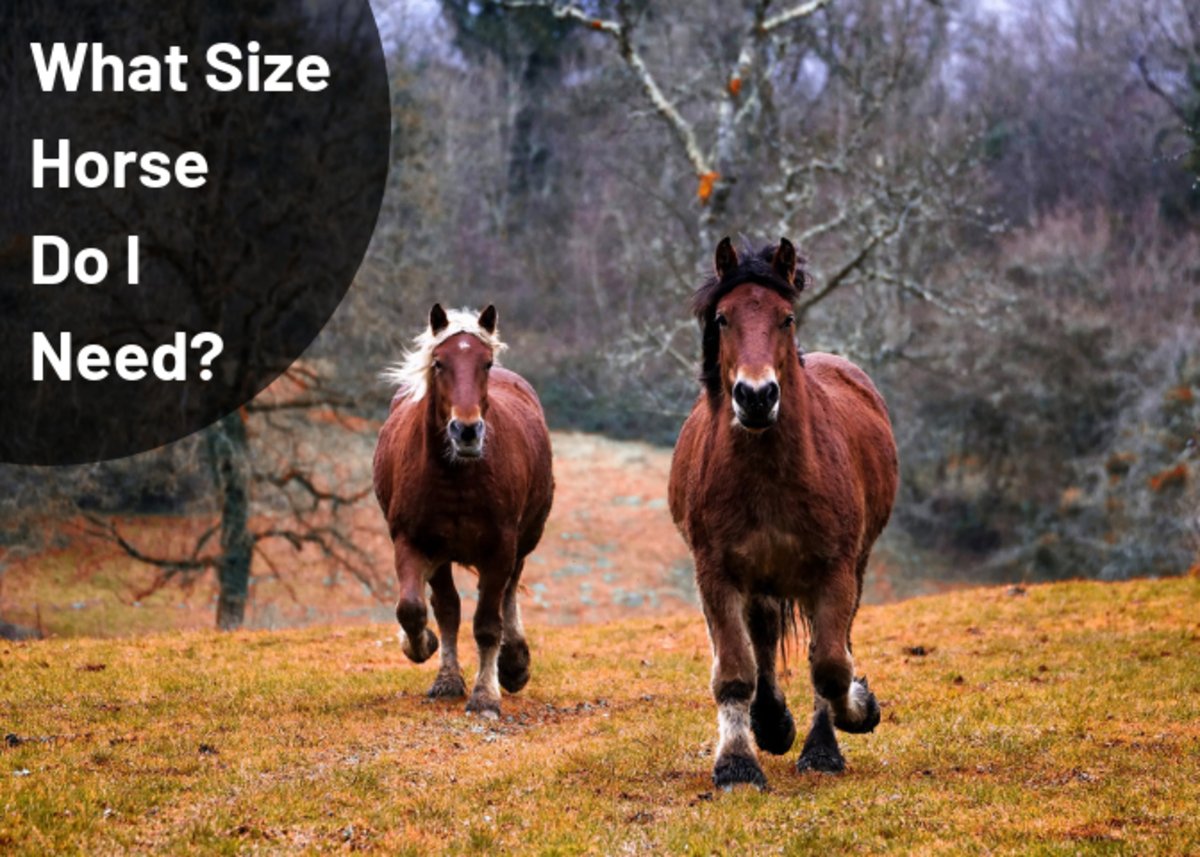 How Big of a Horse Do I Need? (Choosing the Correct Size of Horse