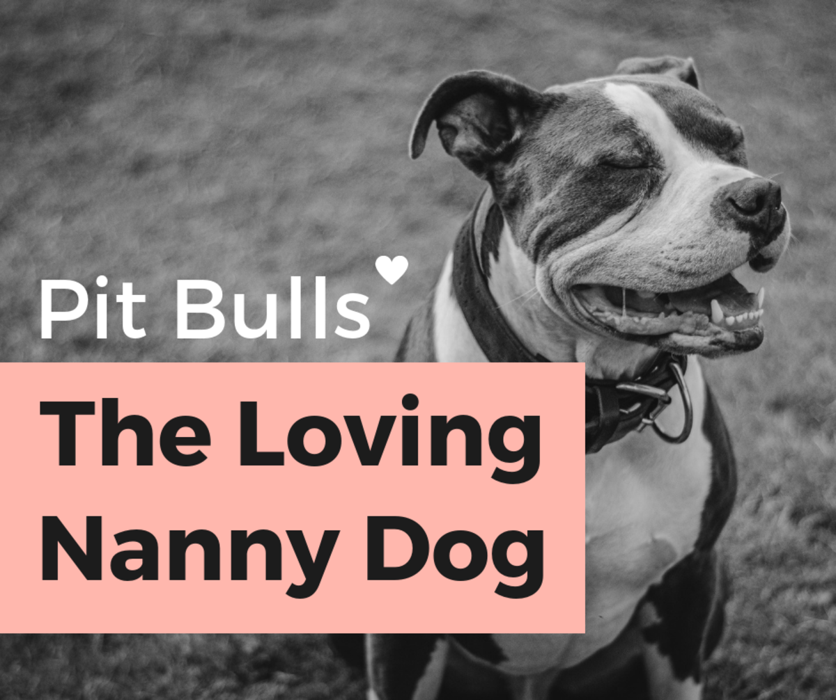 Breaking the Pit Bull Stigma: A History of the 
