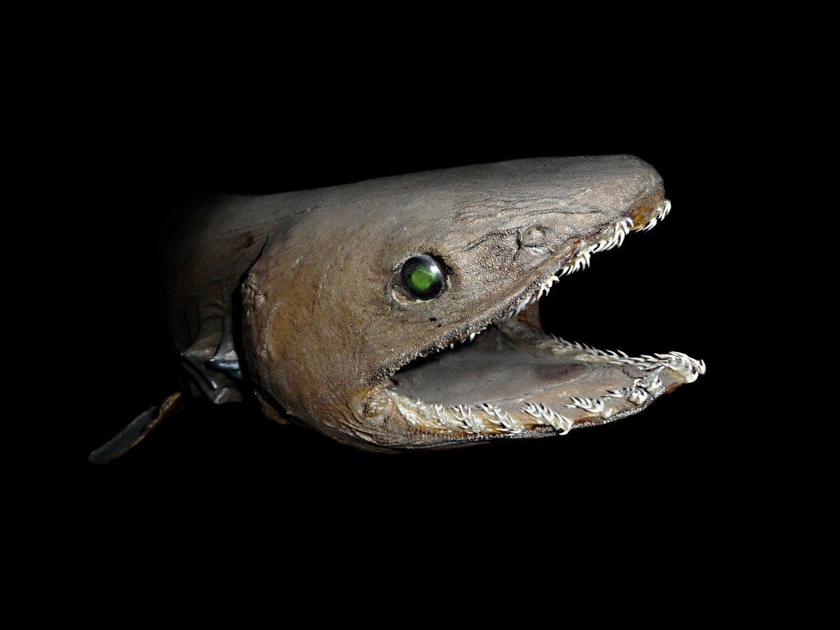 A preserved frilled shark