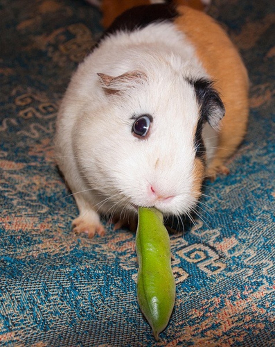 guinea pigs living outside