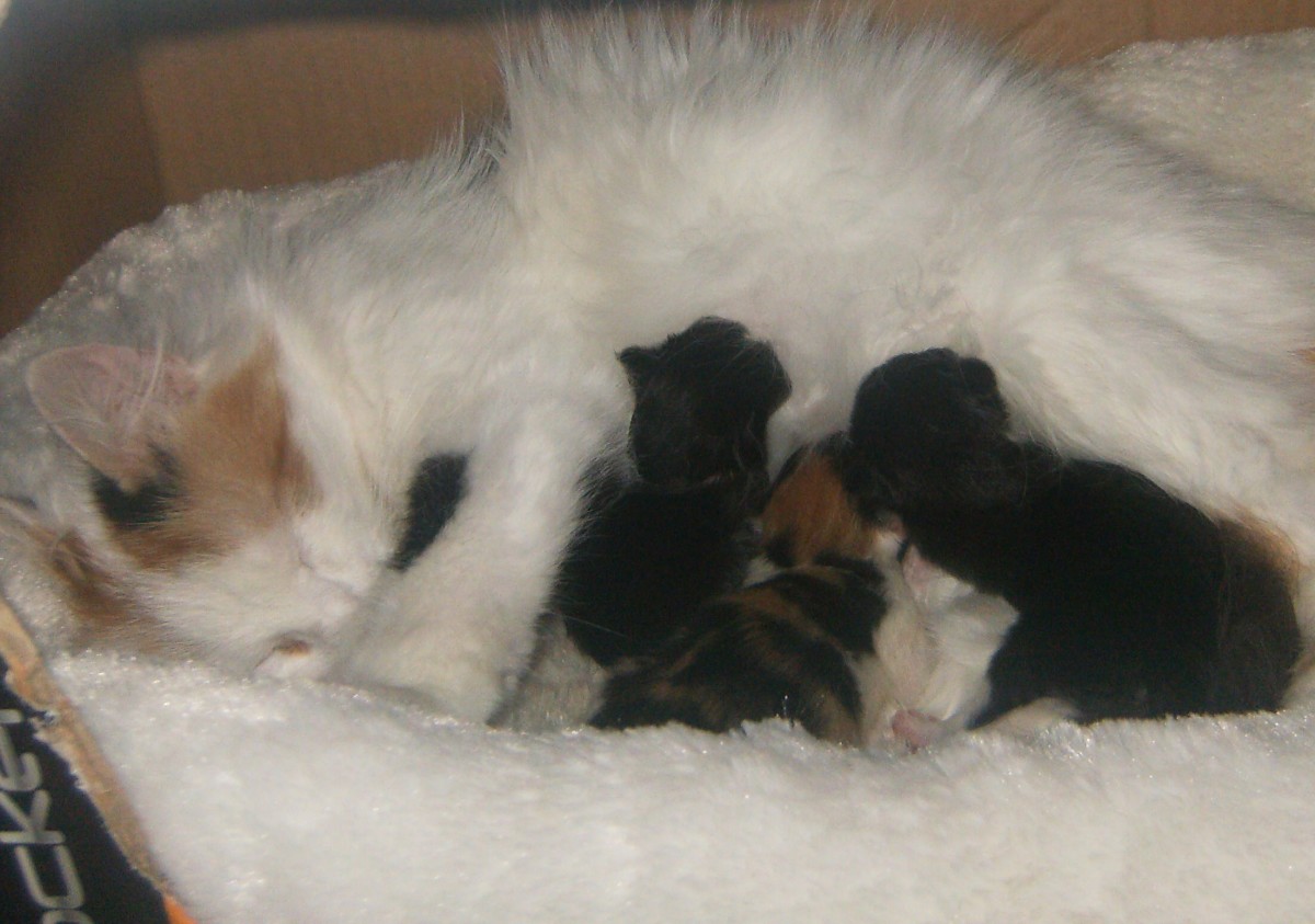 Newborn Kittens: What You Need to Know