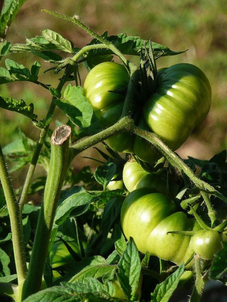 Pictured above are immature Brandywine Tomatoes. The thick and heavy growth of indeterminate tomatoes can be observed. Photo by Nociveglia.