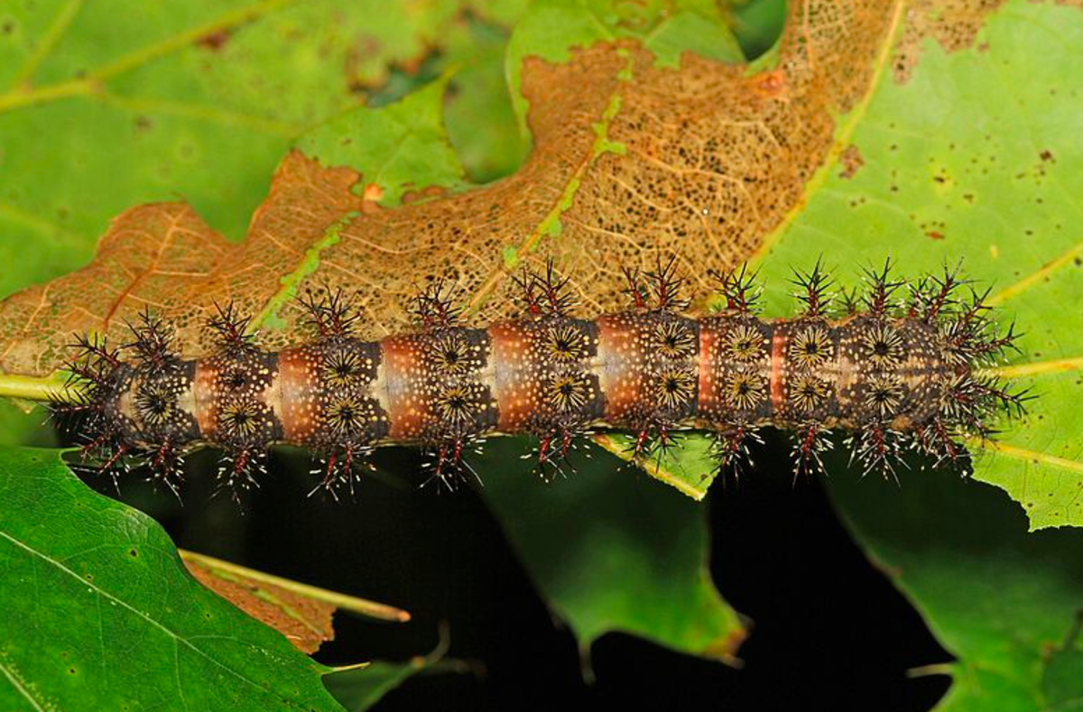 The buck moth caterpillar has one of the most severe stings of any North American species.