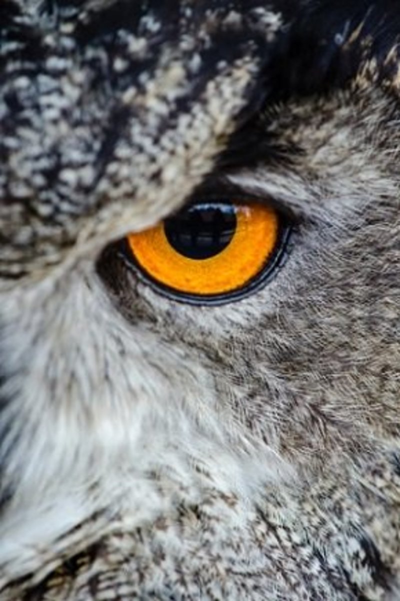 Gray Owl Showing Orange Left Eye