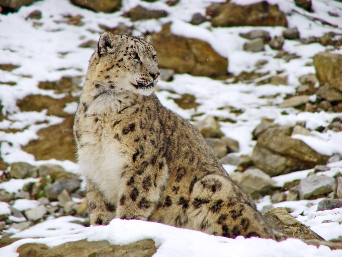 facts-about-snow-leopards