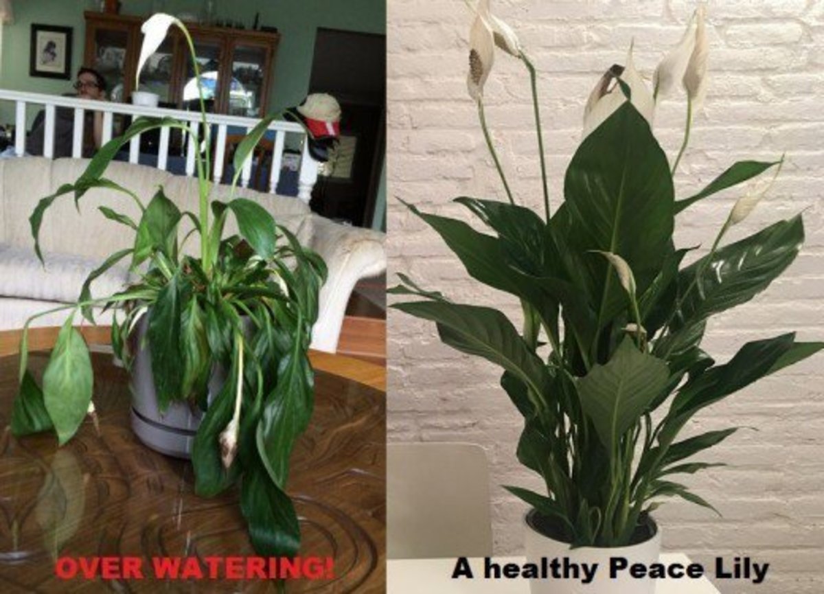 A healthy Peace Lily Plant (right) vs. an over watered one (left).