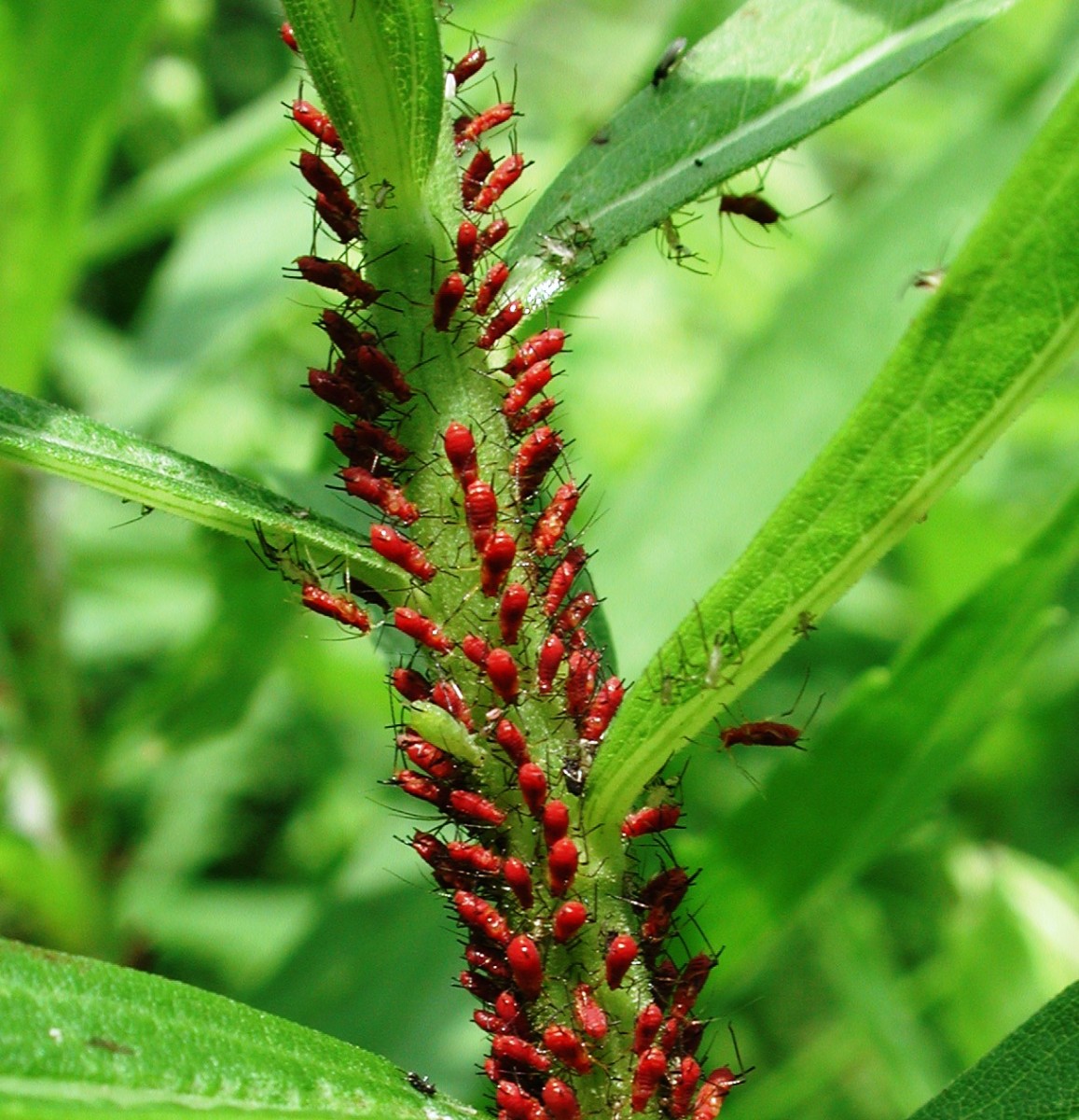 Red Aphids On Plants