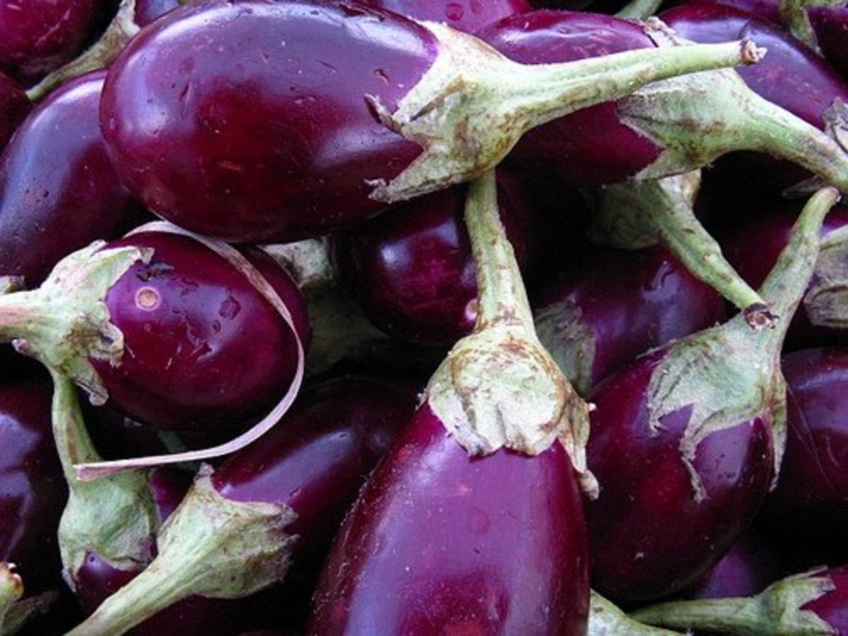 Identifying and Removing 5 Common Eggplant Pests