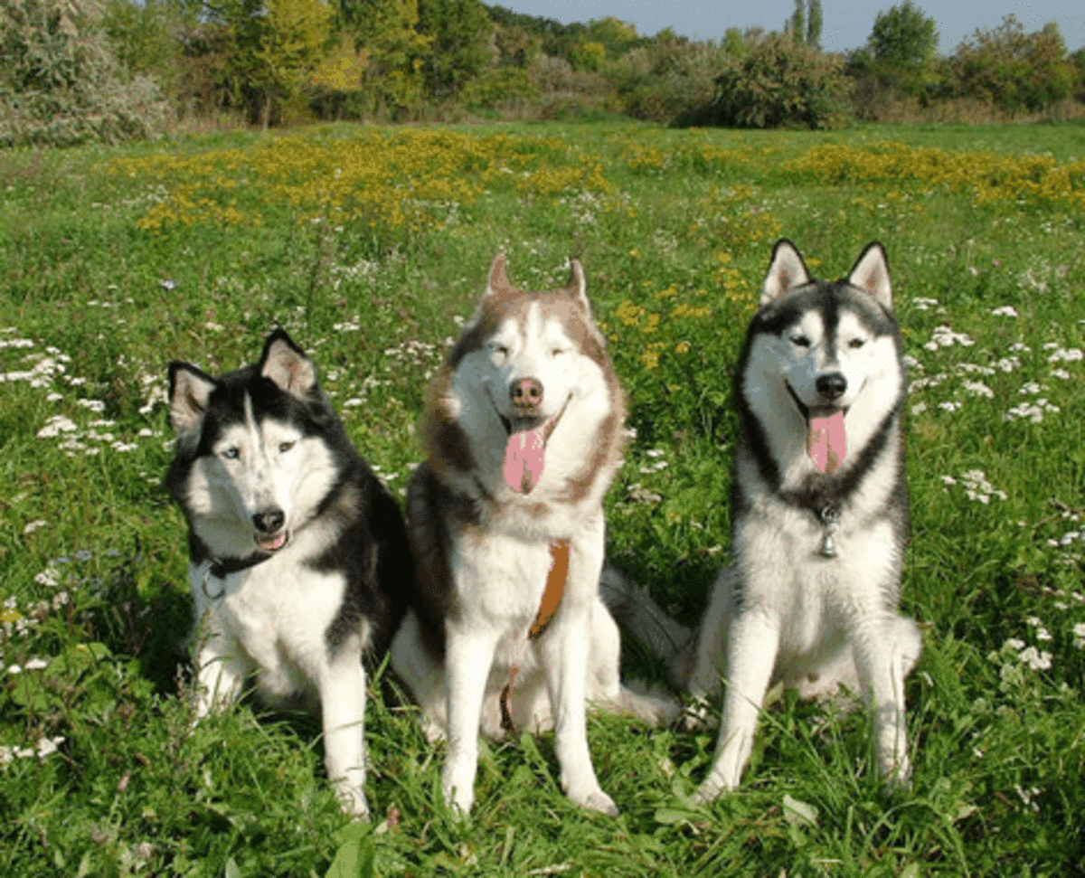 Are Huskies Good Family Dogs?  