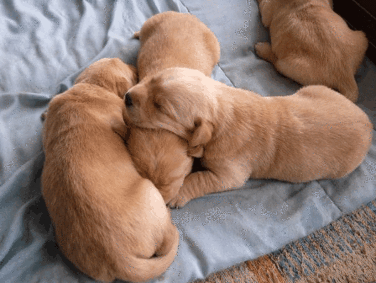 At what age can puppies be weaned?