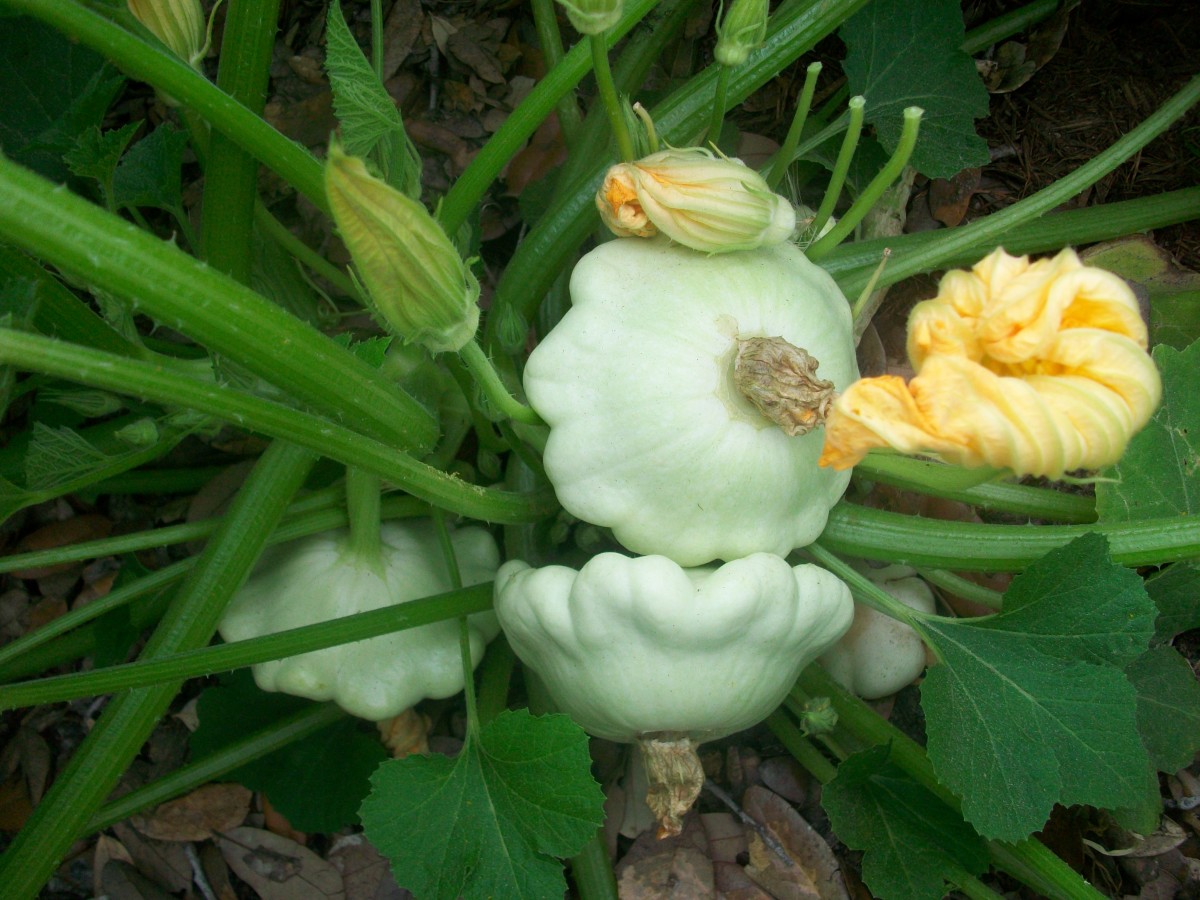 Summer squash are harvested before fully ripening and can be very prolific in terms of producing lots of fruits.