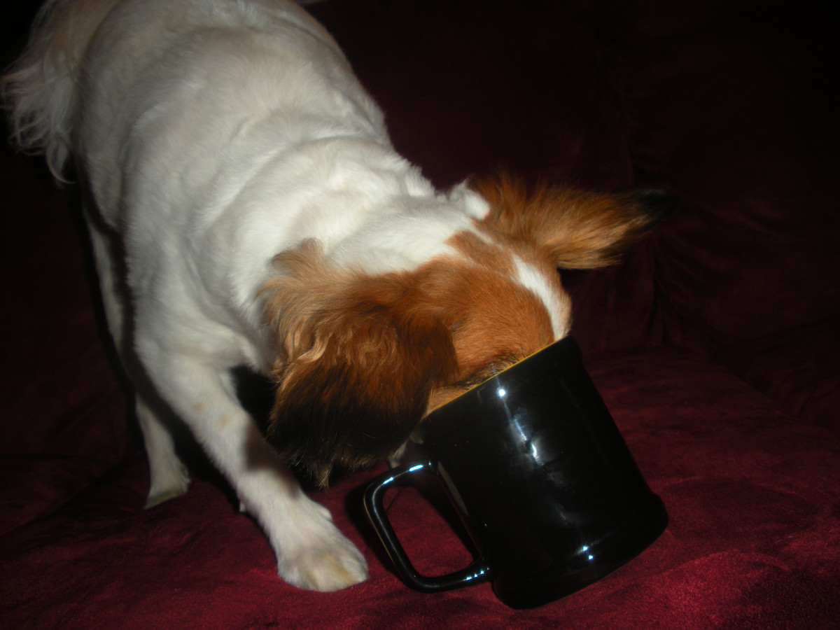 There's no way my dog Kitsune would fit in a teacup, but your dog shouldn't either!  Continue reading to find out why.