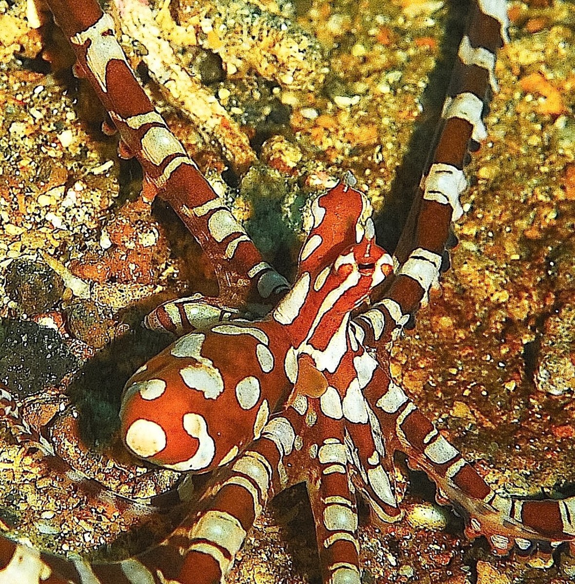 Wonderpus And Mimic Octopus Facts Fascinating Mollusks Owlcation