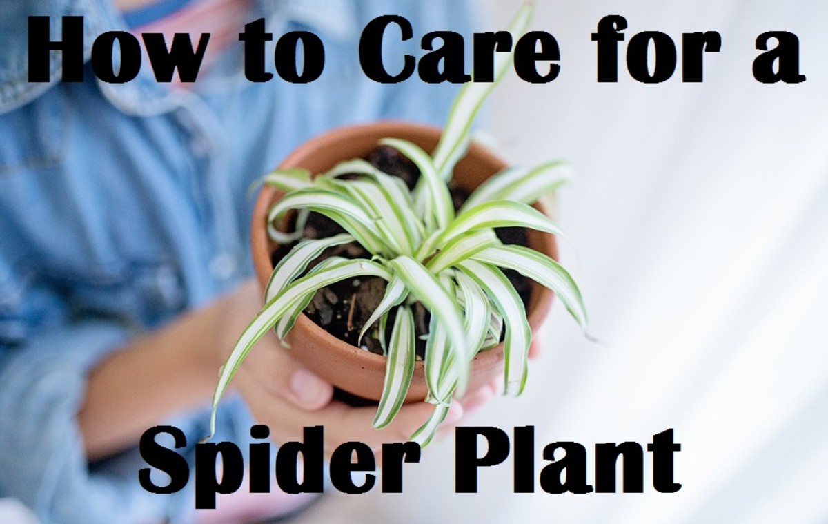 How to Care for a Spider Plant