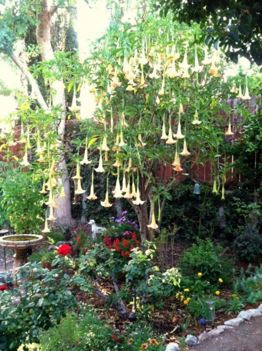 A small tree can be a nice focal point in a large garden bed. Here a blooming Brugmansia ("Angel's Trumpet") is an eye-catching centerpiece. Source: Catherine Tally 2014