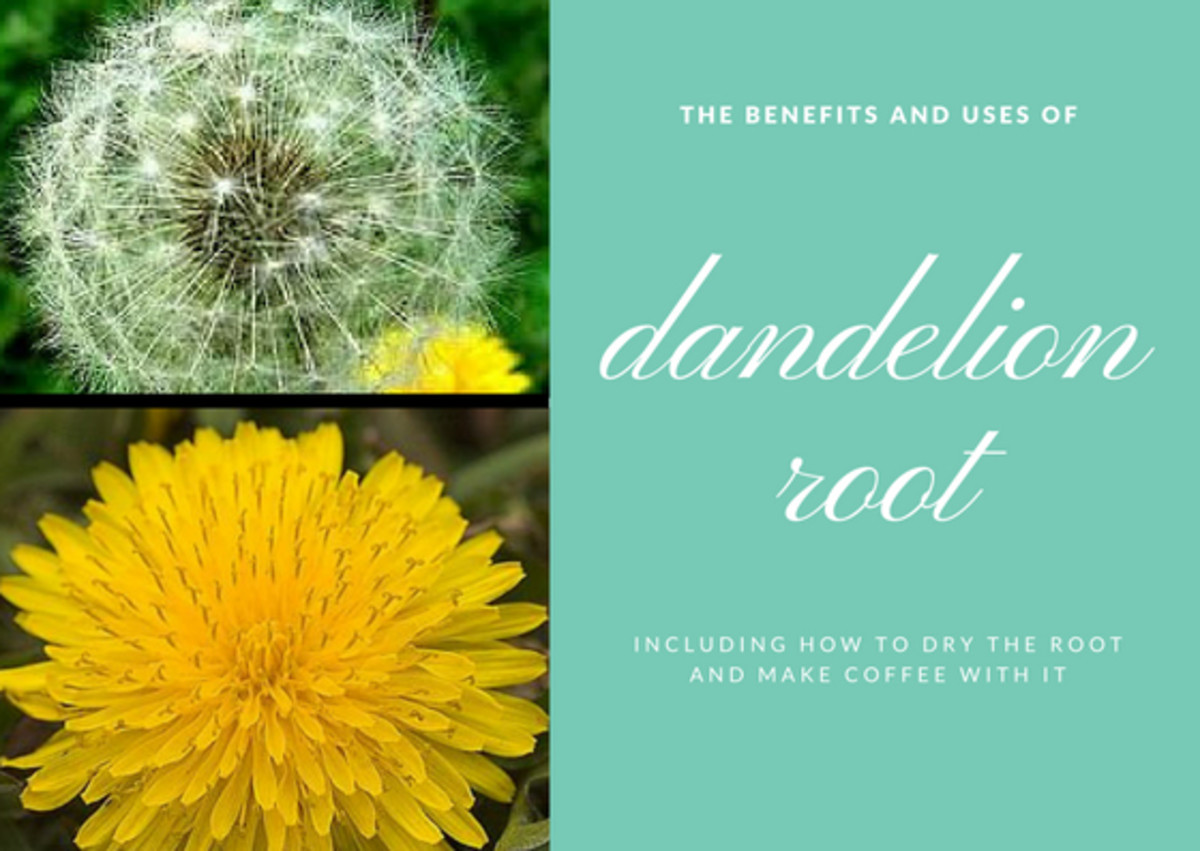 Dandelion root has many benefits