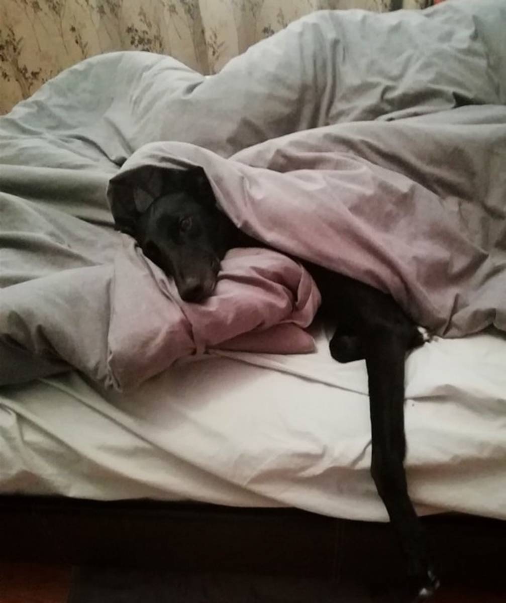 A rescued greyhound enjoying the comforts of his home