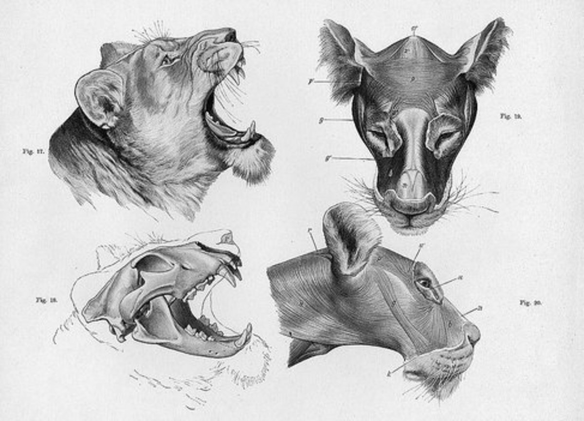 animals to sketch