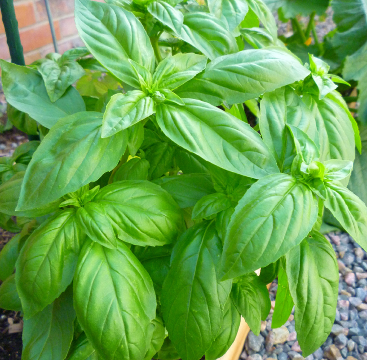 How to Care for Sweet Basil
