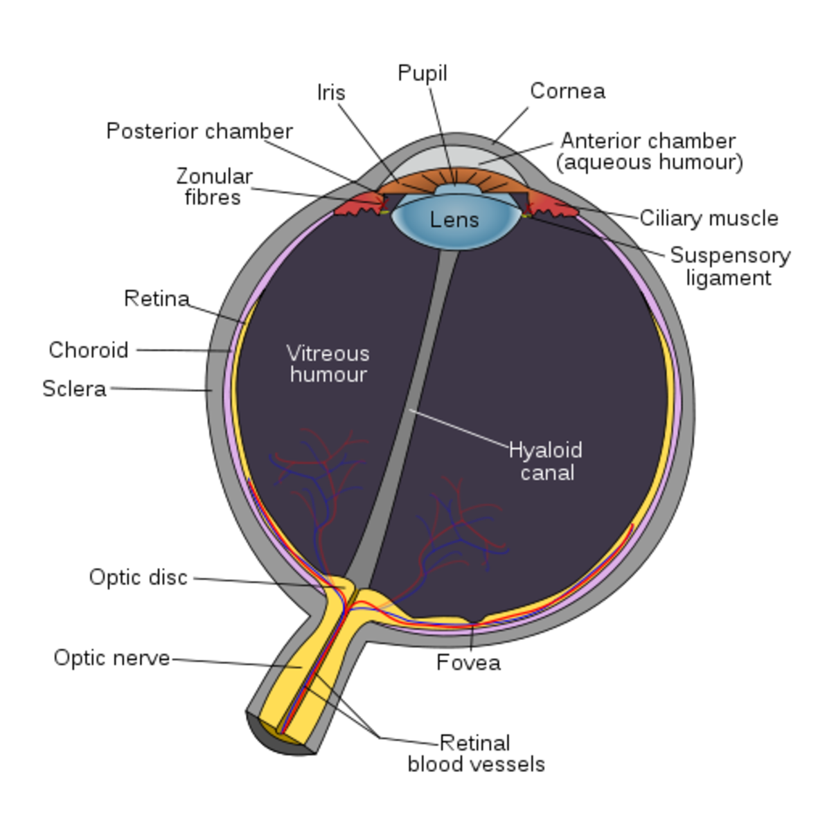 Diagram of the eye, showing the lens where eye cataracts originate.