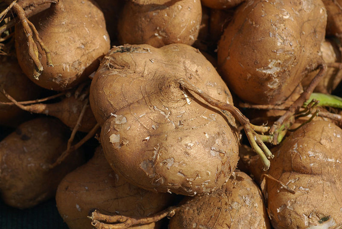 Similarities and Differences Between Root Vegetables Jicama and Turnip