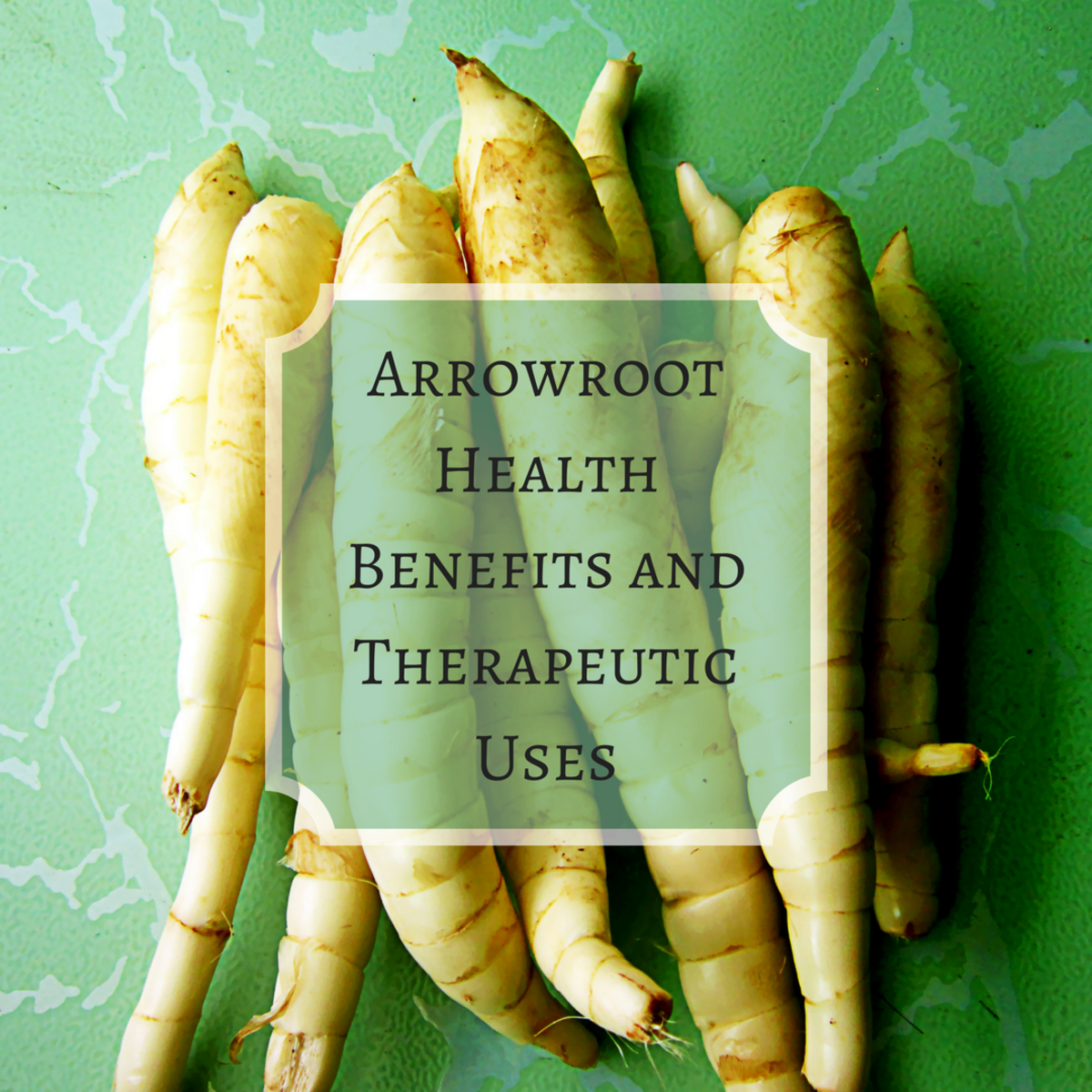 Arrowroot Health Benefits And Therapeutic Uses RemedyGrove