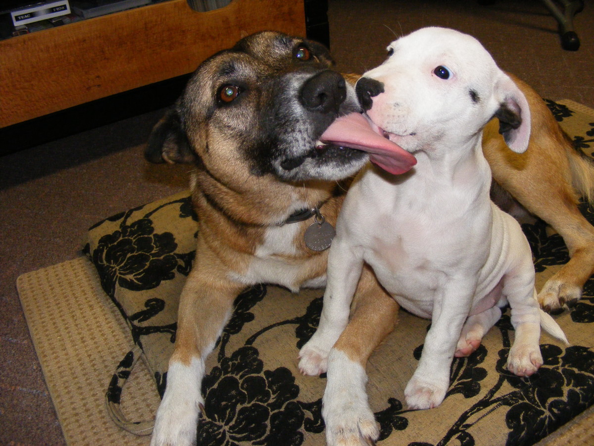 Why Does My Dog Lick My Other Dogs Face: The Surprising Behavior Explained