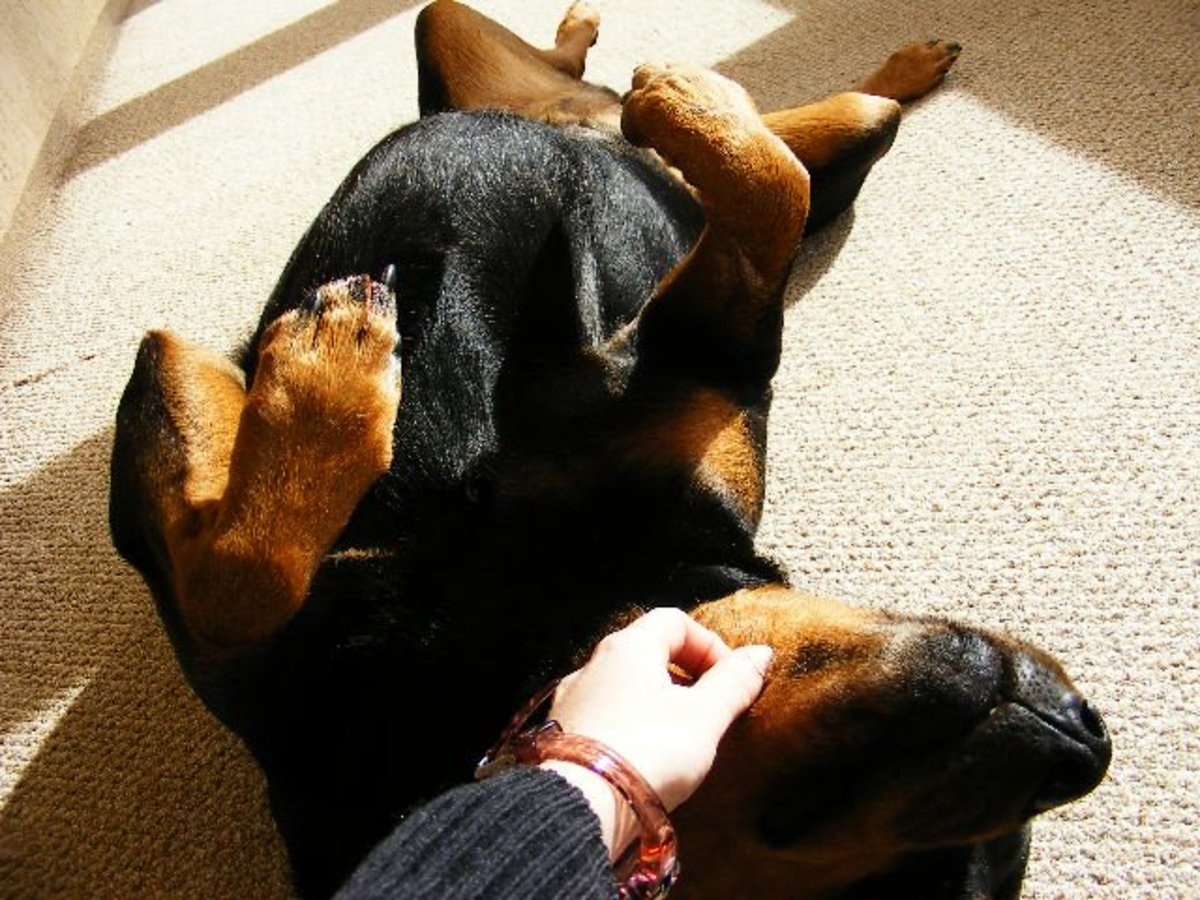 Reassuring your dog after a bad dream may help your dog go back to sleep, but it's safer to just "let sleeping dogs lie"
