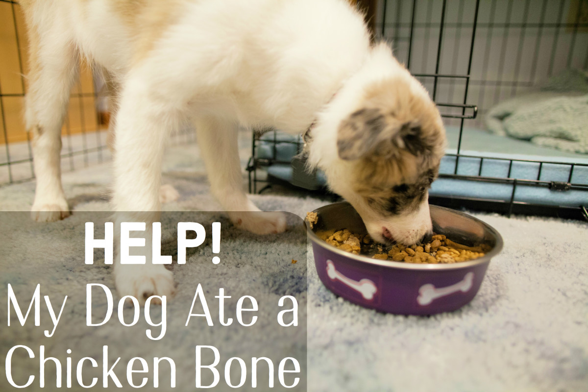 Here's what to do if your dog swallowed a chicken bone.