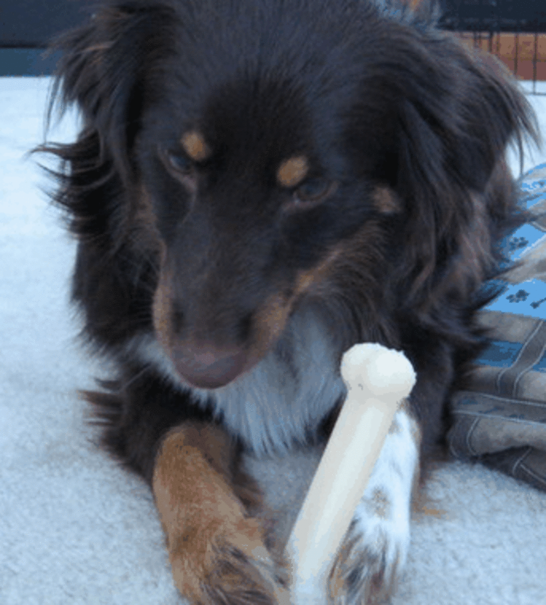 Dog guarding bone