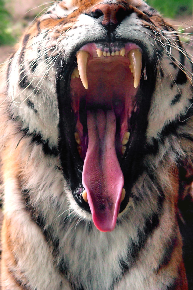Even animals yawn! Is this yawning tiger bored? 