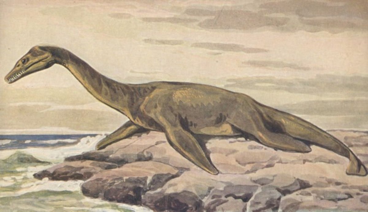Is the Loch Ness Monster a Plesiosaur?