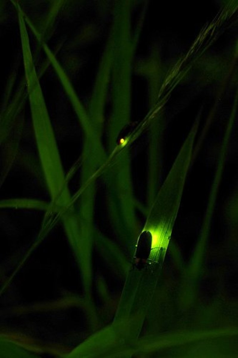 Two Fireflies 
