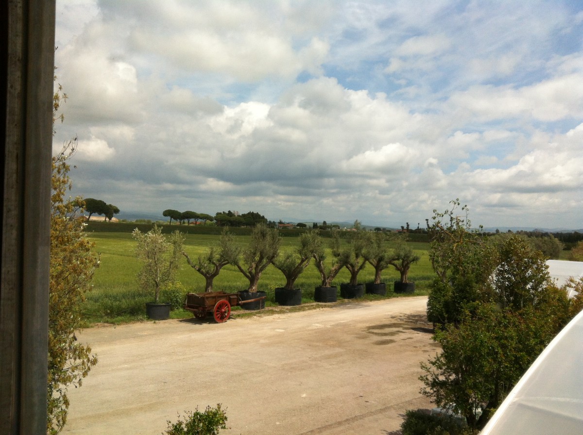 How to Plant and Grow Olive Trees: Advice From Tuscany
