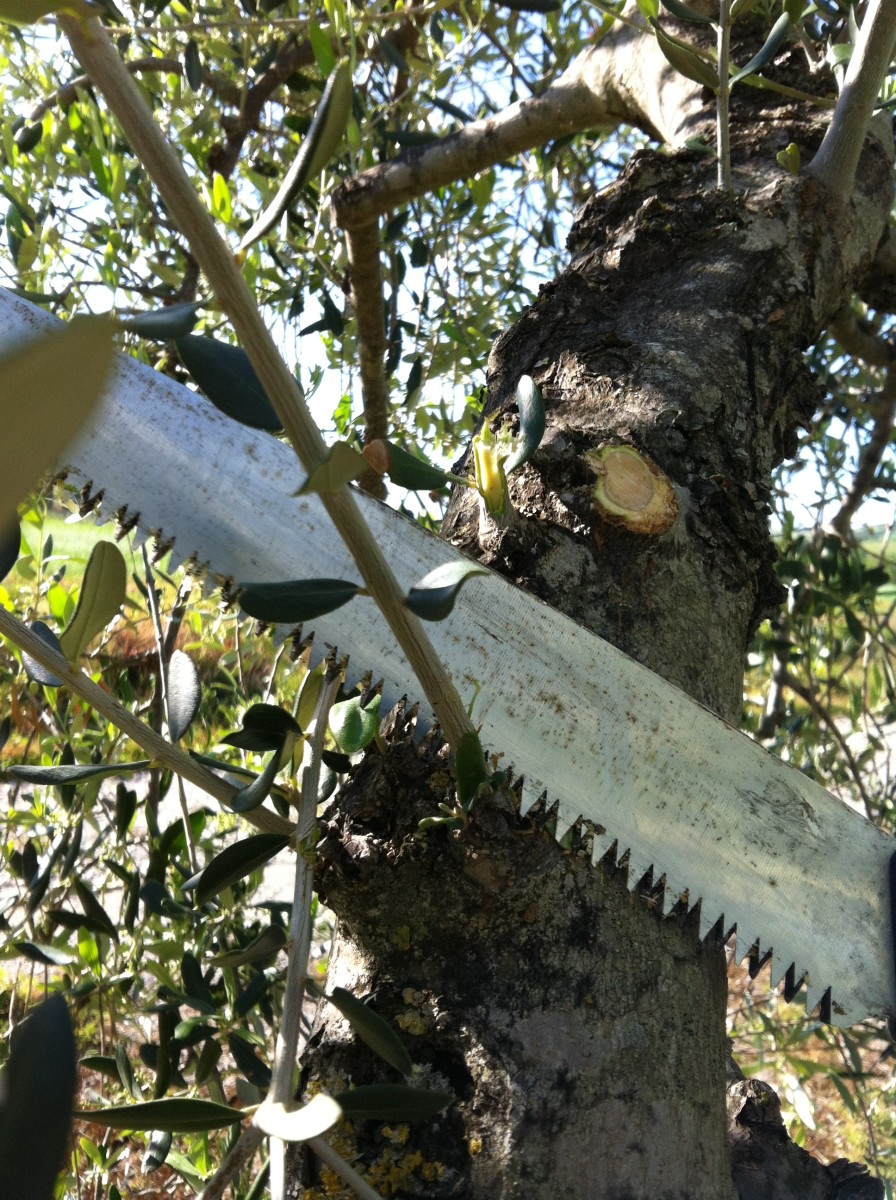 Pruning the Olive Suckers with a Saw
