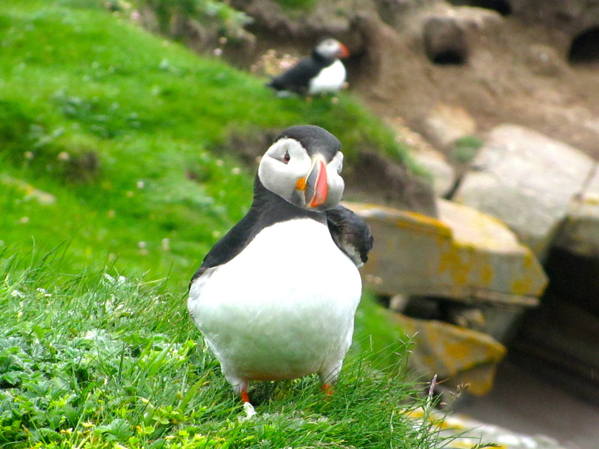 Where to Find Puffins in Scotland