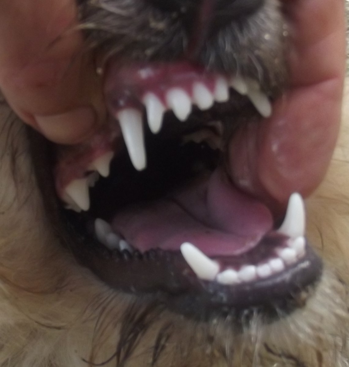 If your small dog has good dentition, brushing can be minimal.