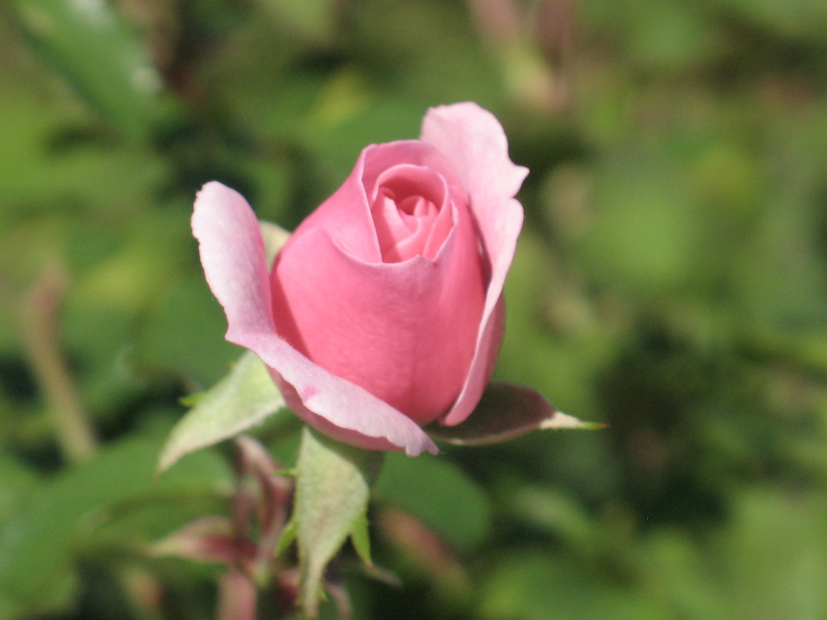 How To Prune A Rose Bush Dengarden Home And Garden