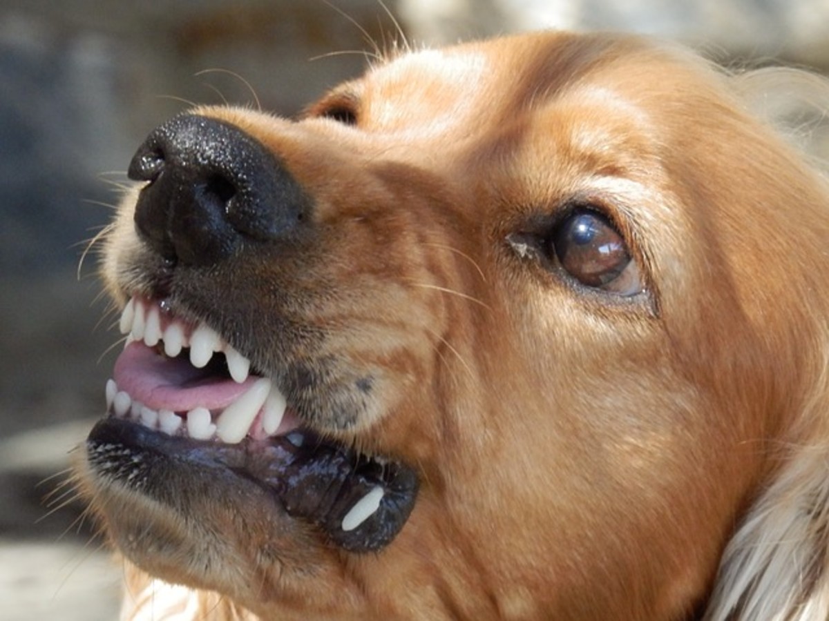 Rabies can affect all dogs, so vaccines are required in most states.