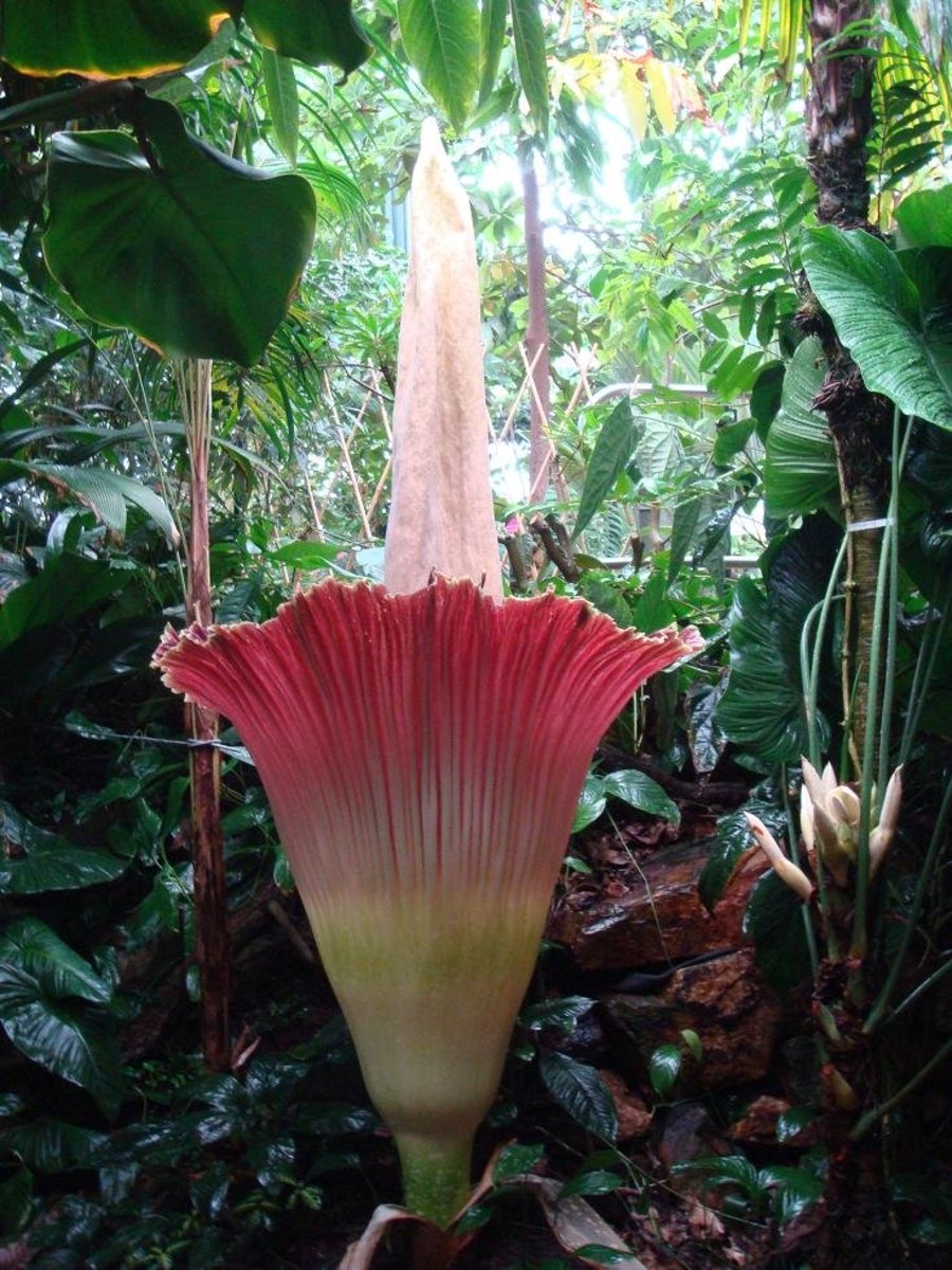 Amorphophallus Titanium (Corpse Plant): The Largest Flower in the World Only Blooms Every 40 Years