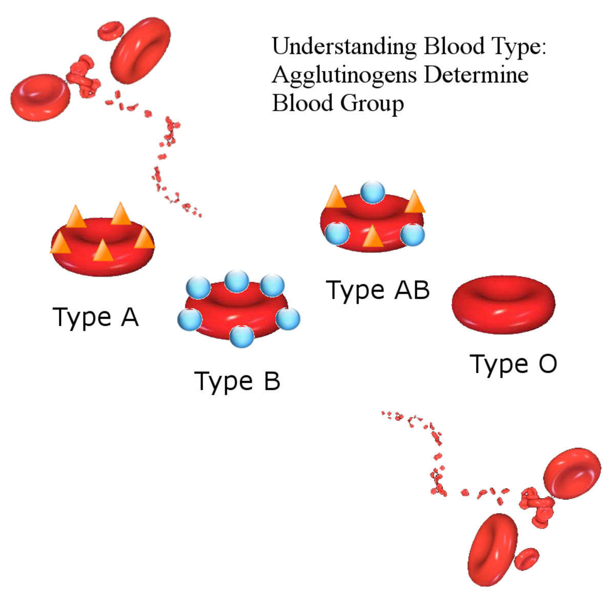 Blood Types History Genetics And Percentages Around The World