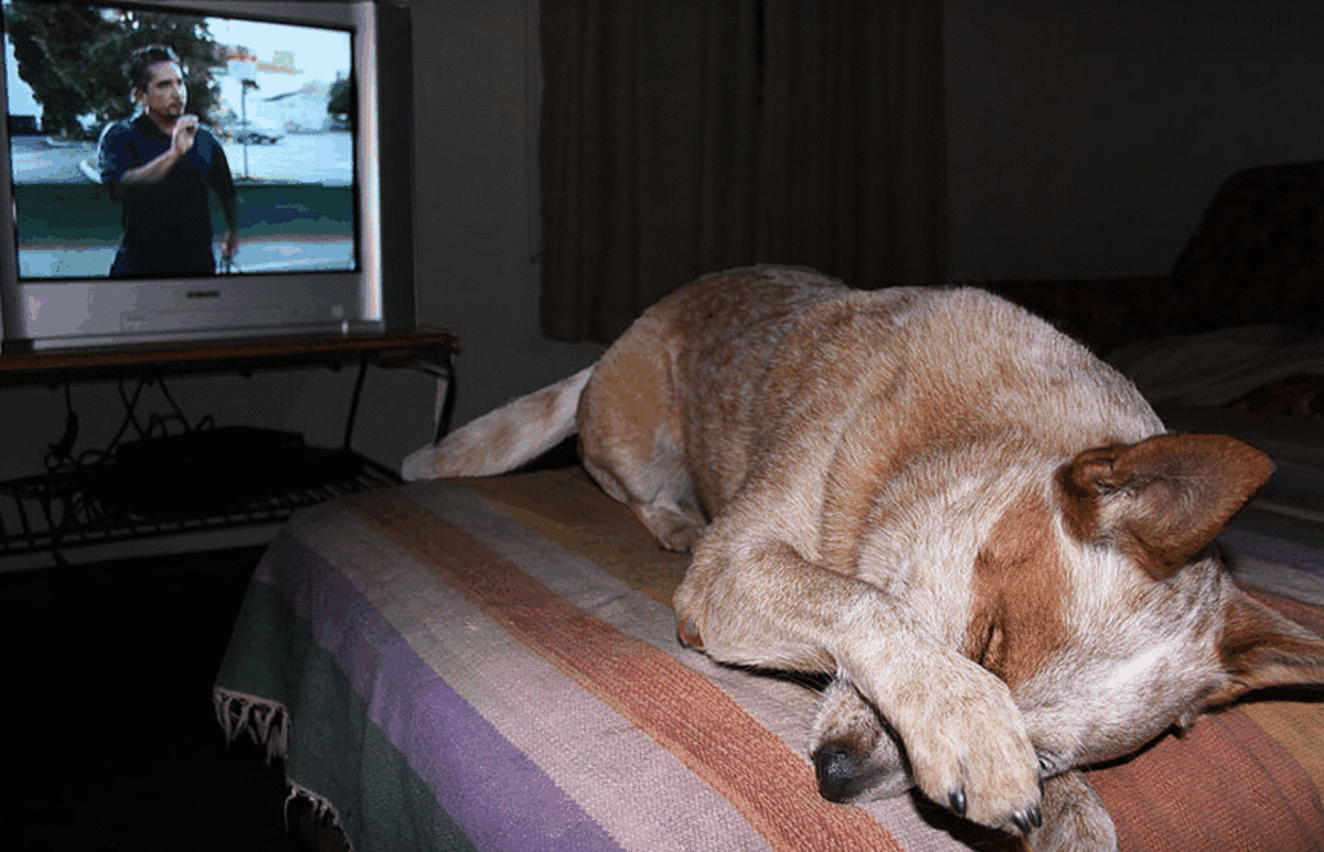 Evaluating Cesar Millan's Dog Rehabilitation Methods