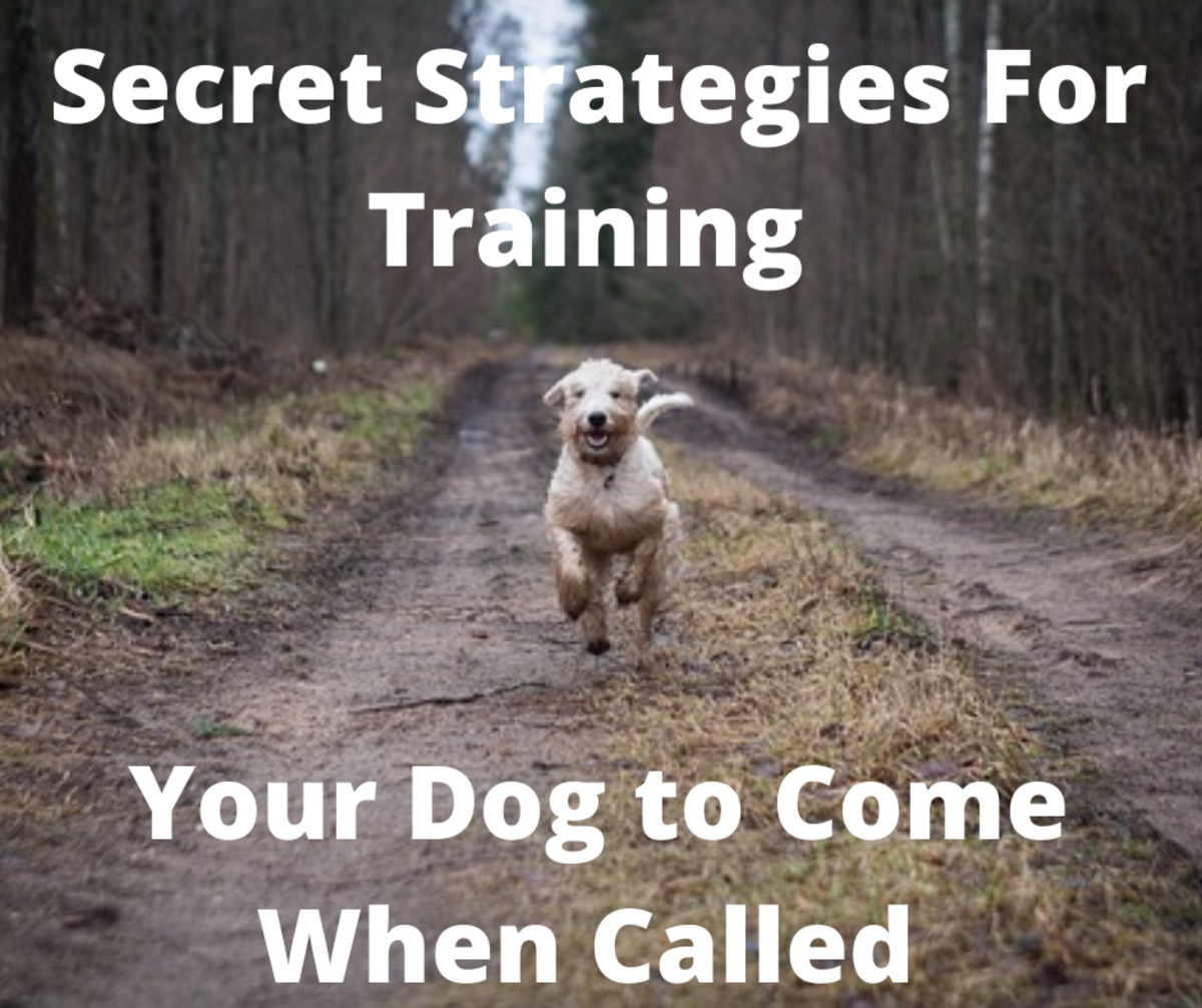 secret-strategies-for-training-your-dog-to-come-when-called
