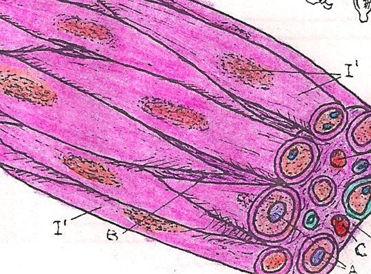 Fig. 1: Smooth muscle