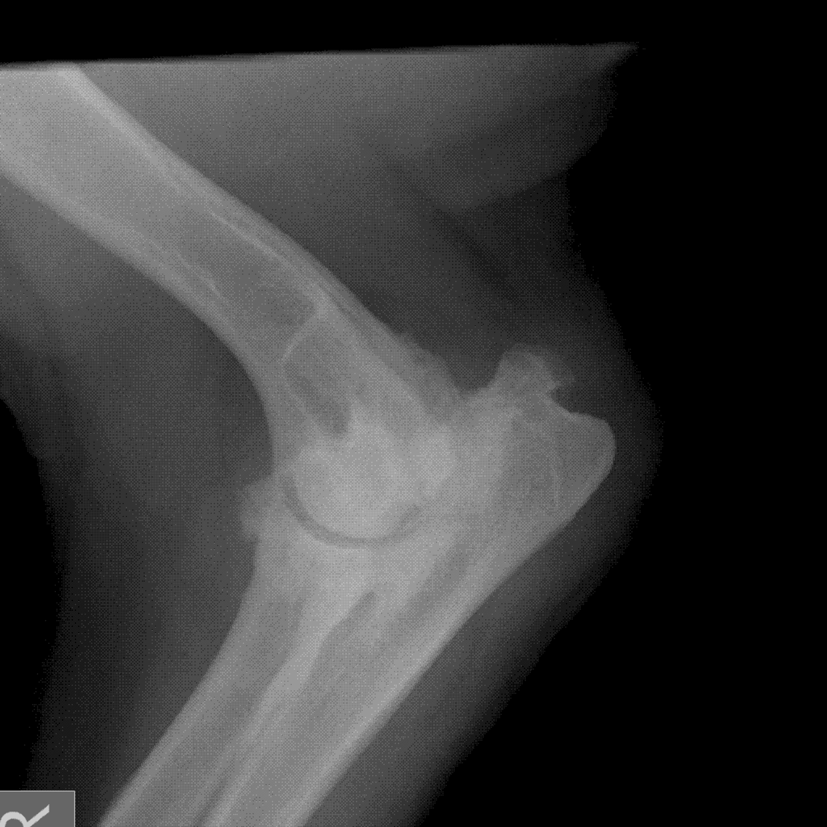 X-ray of the elbow of a young Bernese Mountain Dog showing severe osteoarthritis