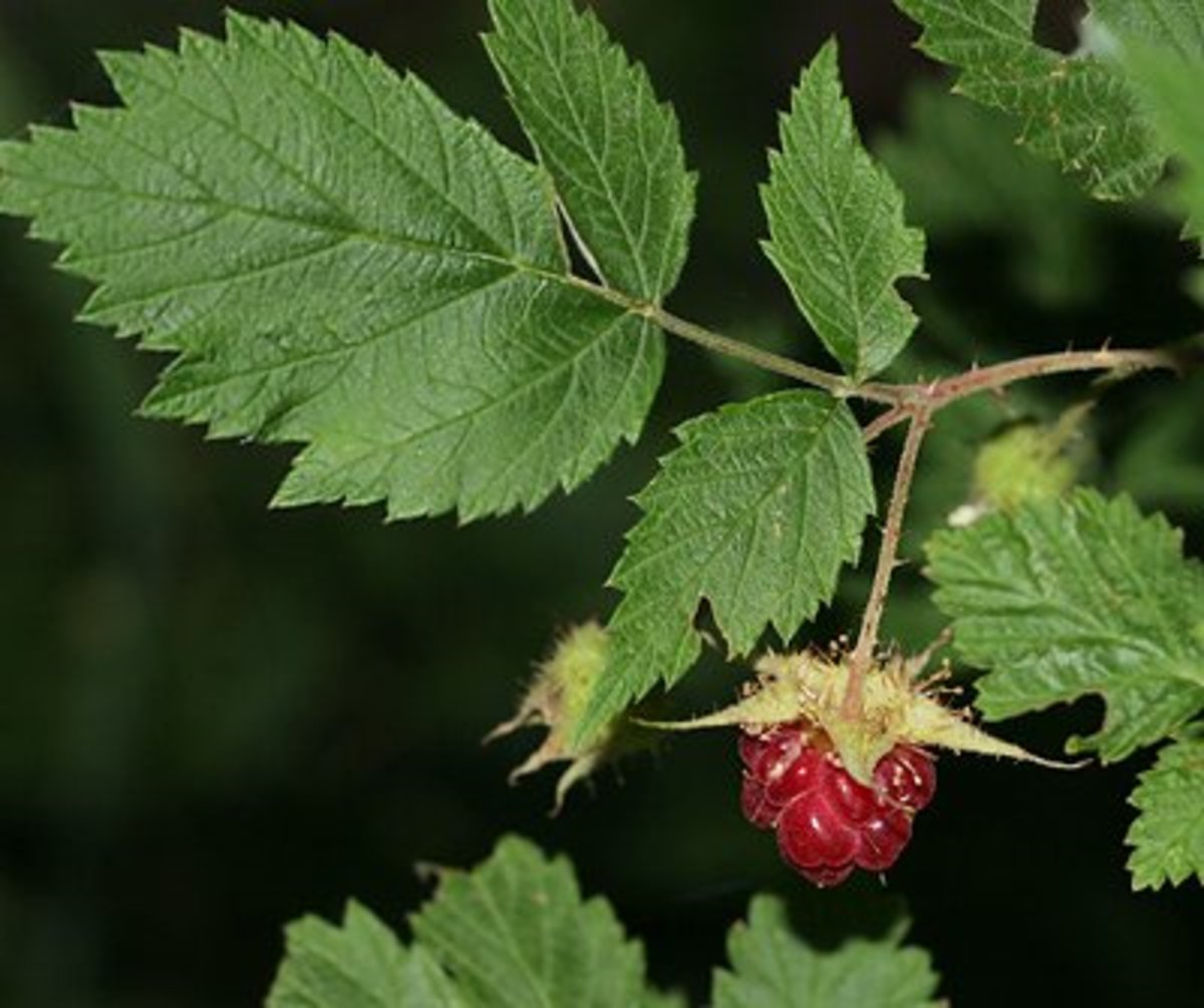 Red Raspberry Leaf Tea to Improve Fertility - RemedyGrove