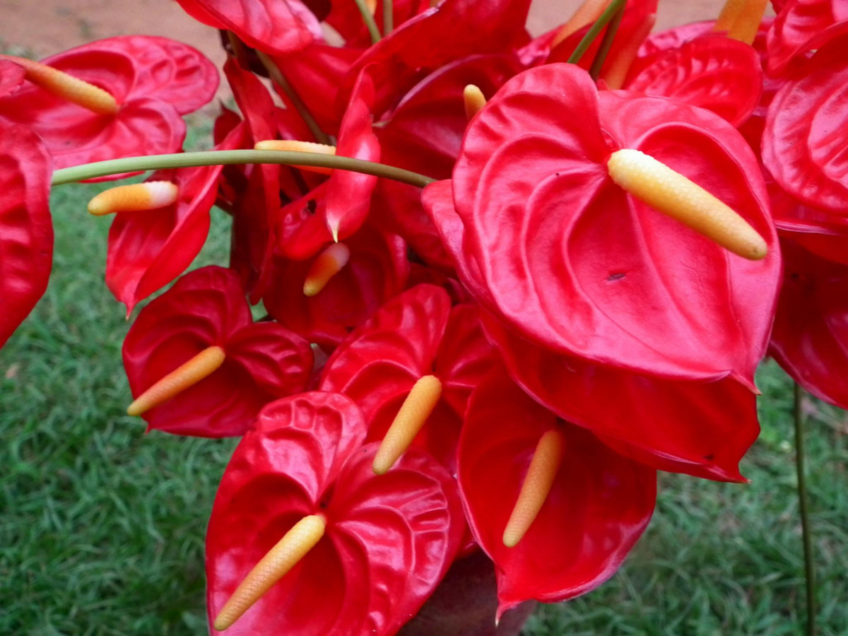 Basic Care for Anthuriums