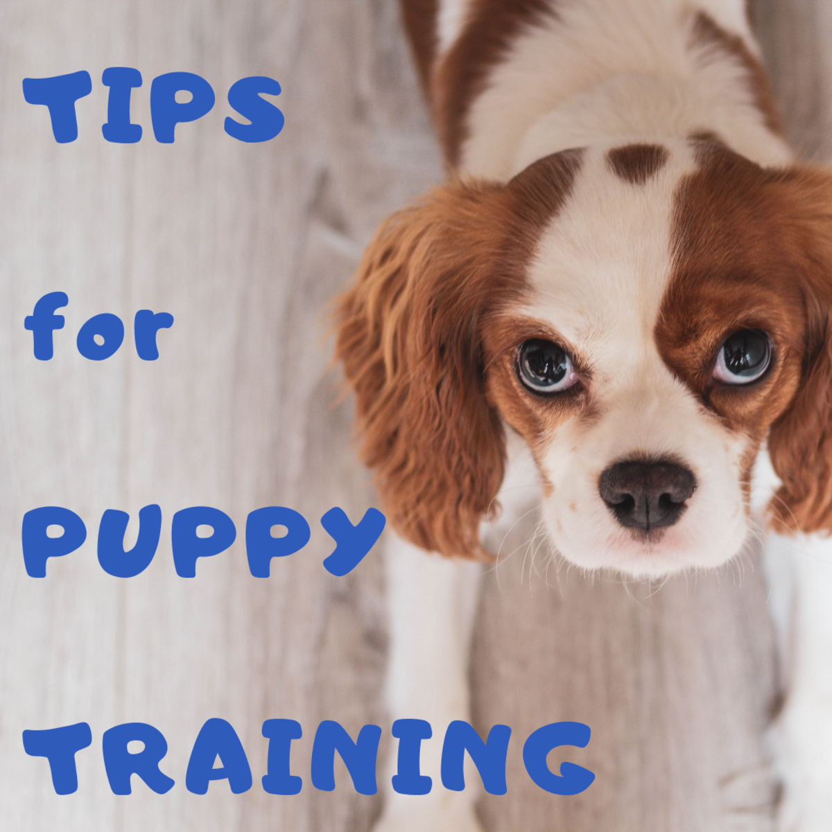 Tips for Puppy Training